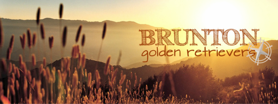 Brunton Golden Retrievers